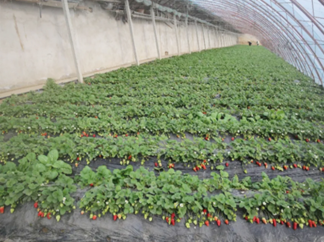 江蘇日光溫室（草莓種植）1.6萬(wàn)平