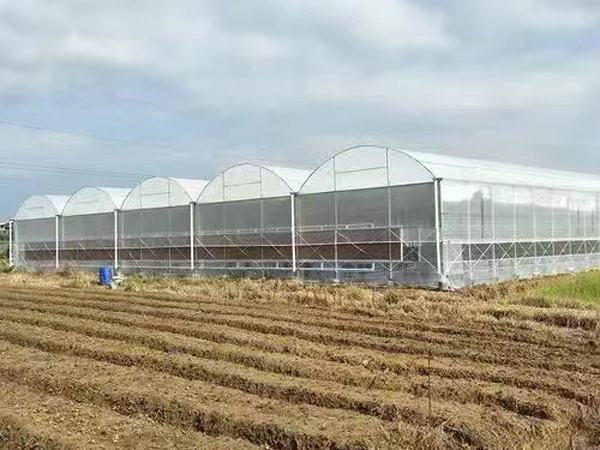 安徽薄膜連棟溫室6千平